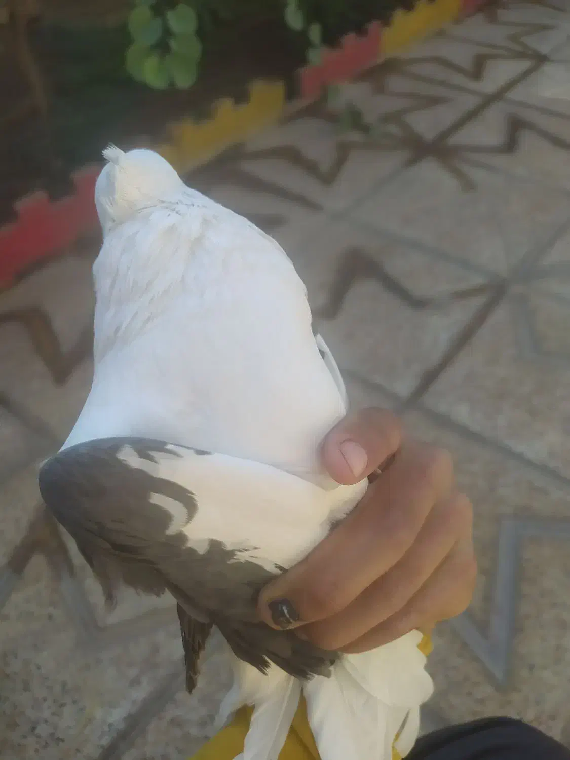 کبوتر سالم شوسی|پرنده|بیرانوند, |دیوار