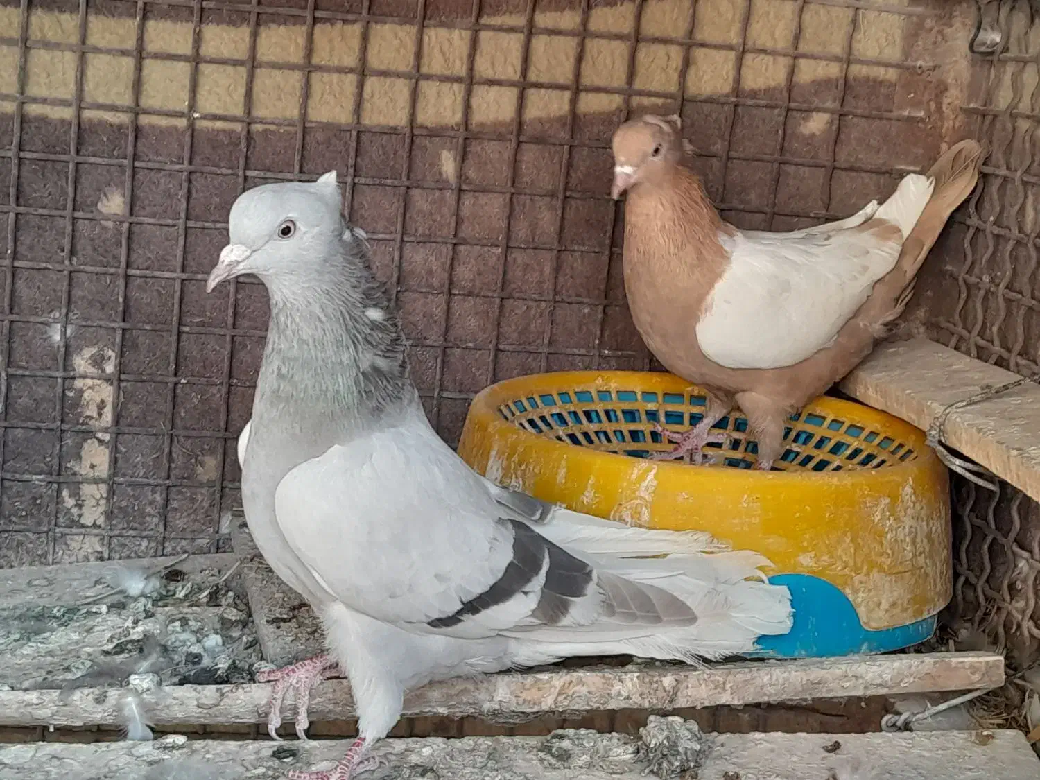 سینه .|پرنده|شیراز, رکن‌آباد|دیوار