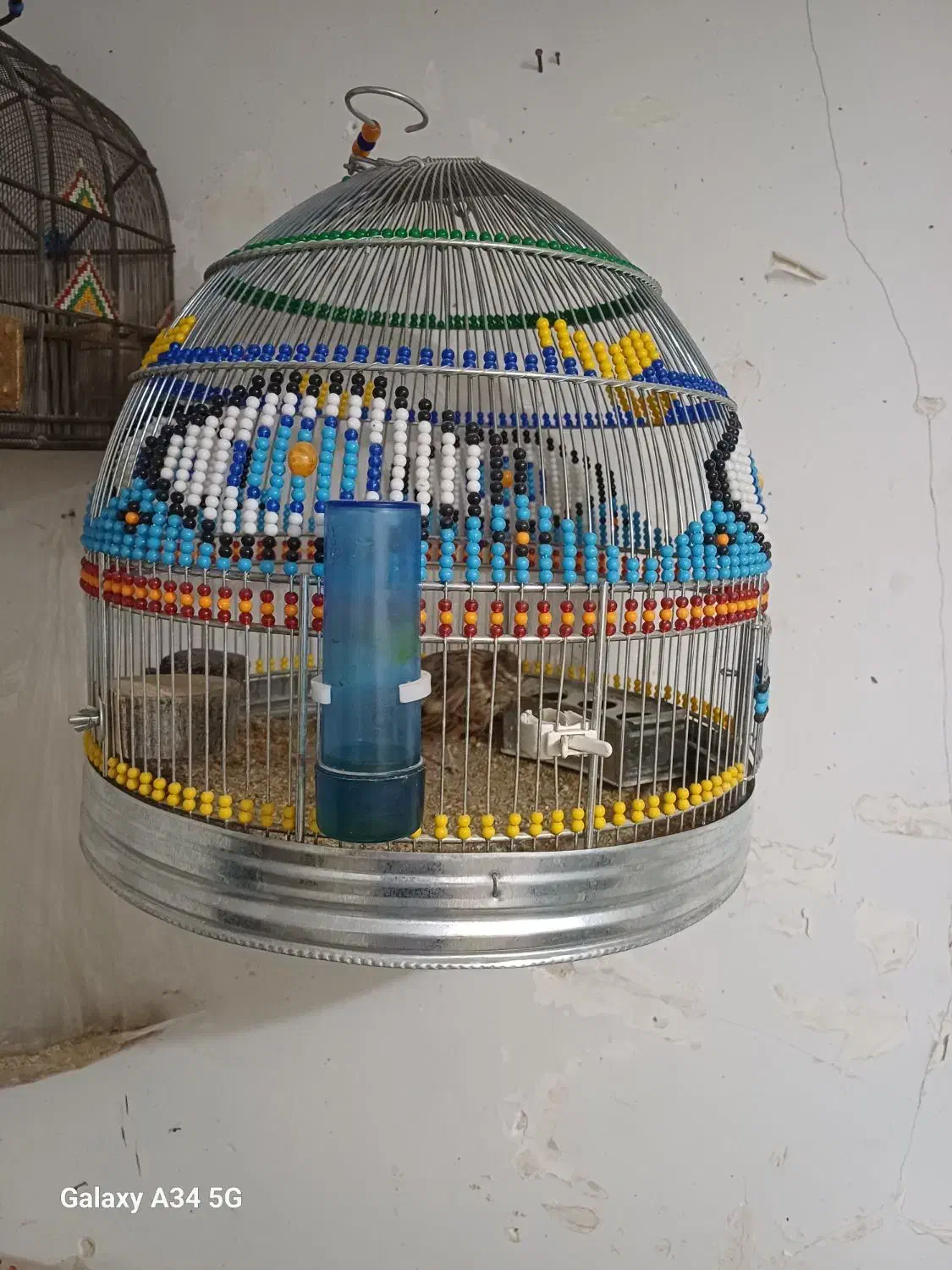 سهره قناری|پرنده|شیراز, ابیوردی|دیوار