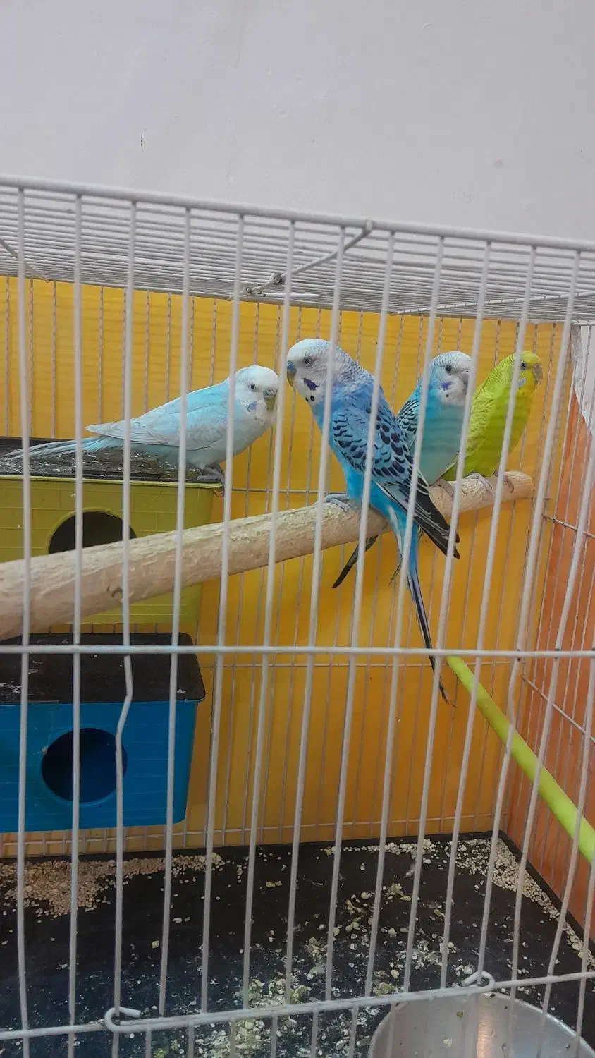 مرغ عشق|پرنده|مشهد, ابوذر|دیوار