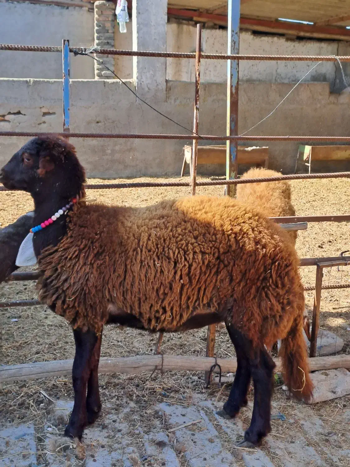 دوعدد طوقلی ماده زیر قوچی جنس نامبروان|پرنده|آق قلا, |دیوار