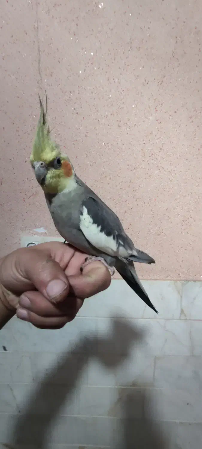 عروس هلندی|پرنده|سیرجان, |دیوار