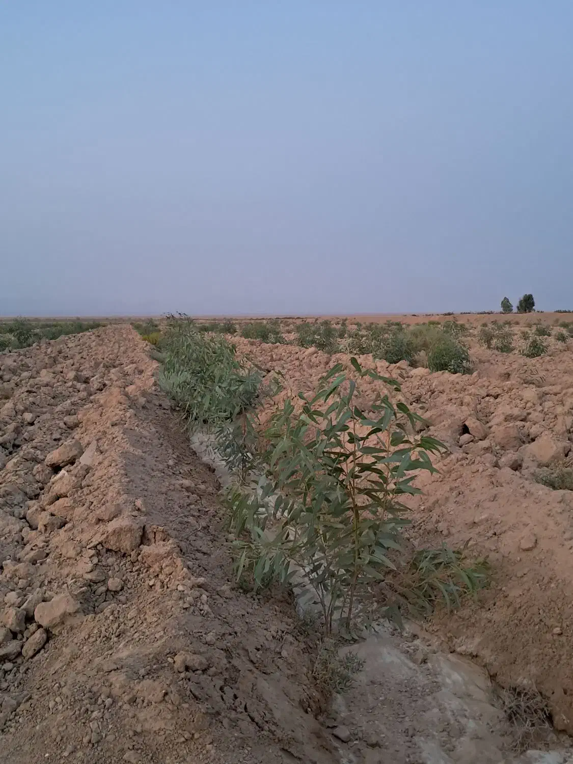 نیازمند کارگر خانواده|استخدام سرایداری و نظافت|رفسنجان, |دیوار