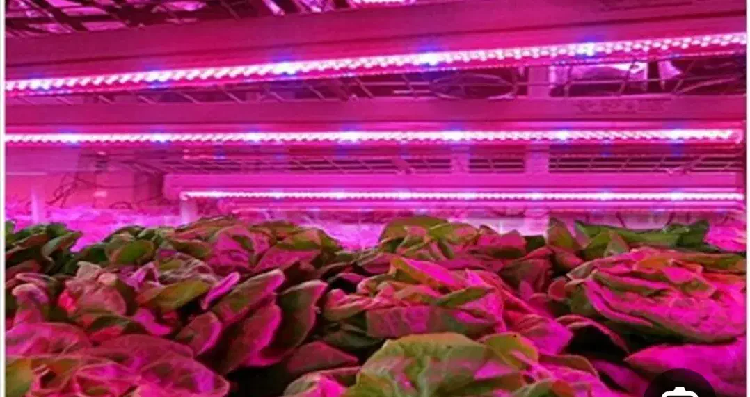 لامپ رشد گیاه|گل و گیاه طبیعی|شیراز, بریجستون|دیوار