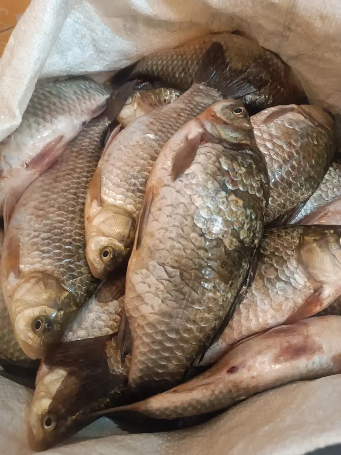 ماهی زنده سیم کپور|ماهی|اشنویه, |دیوار