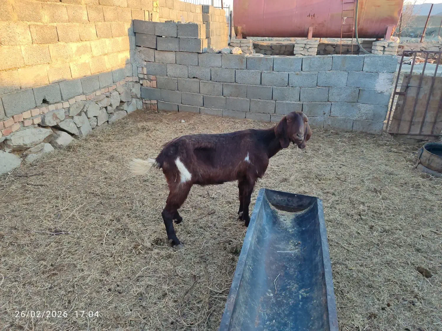 بزجوان|حیوانات مزرعه|بیرجند, |دیوار