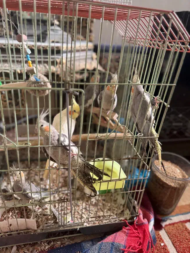 طوطی عروس|پرنده|اقبالیه, |دیوار