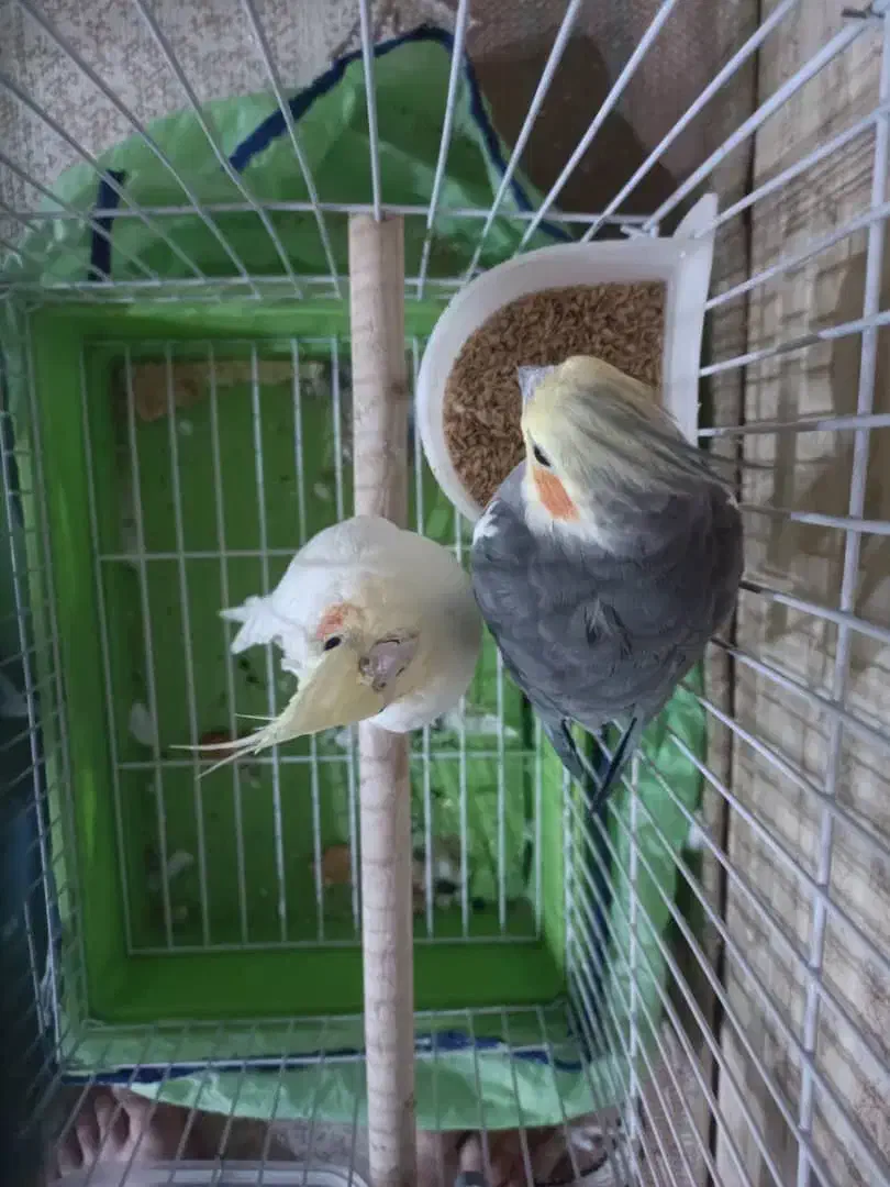 طوطی عروس جفت مولد|پرنده|هشتگرد, هیو|دیوار