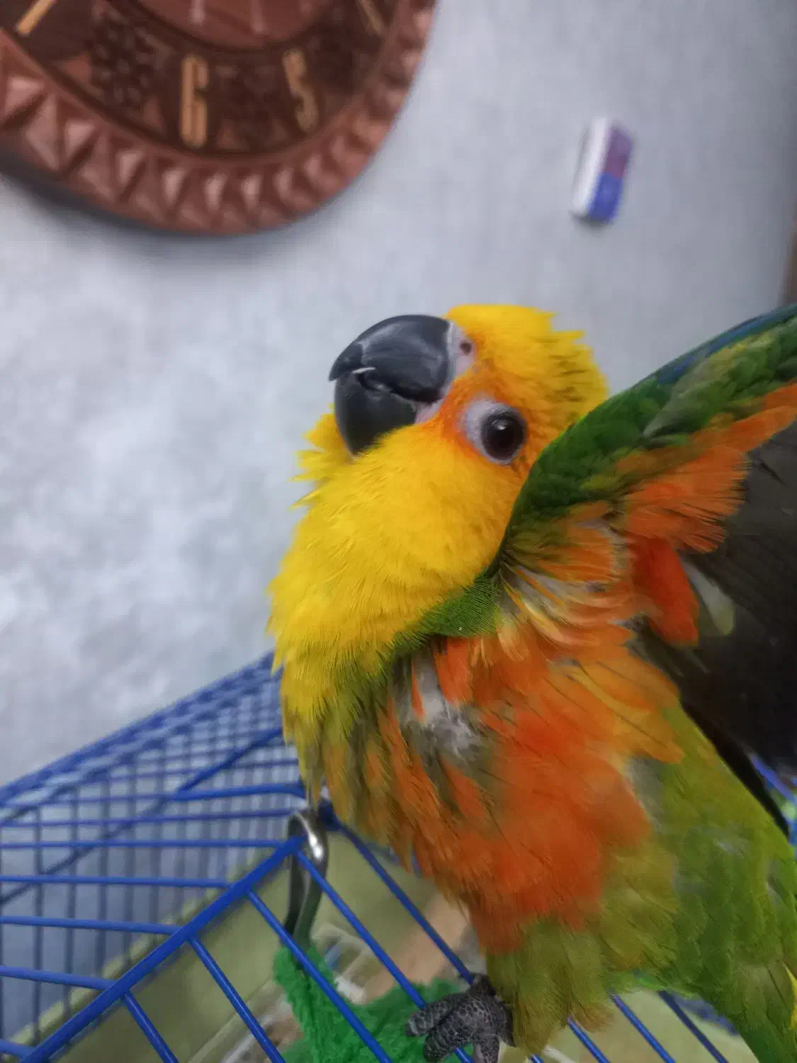 طوطی خورشیدی گرینچیک|پرنده|اصفهان, مارچین|دیوار