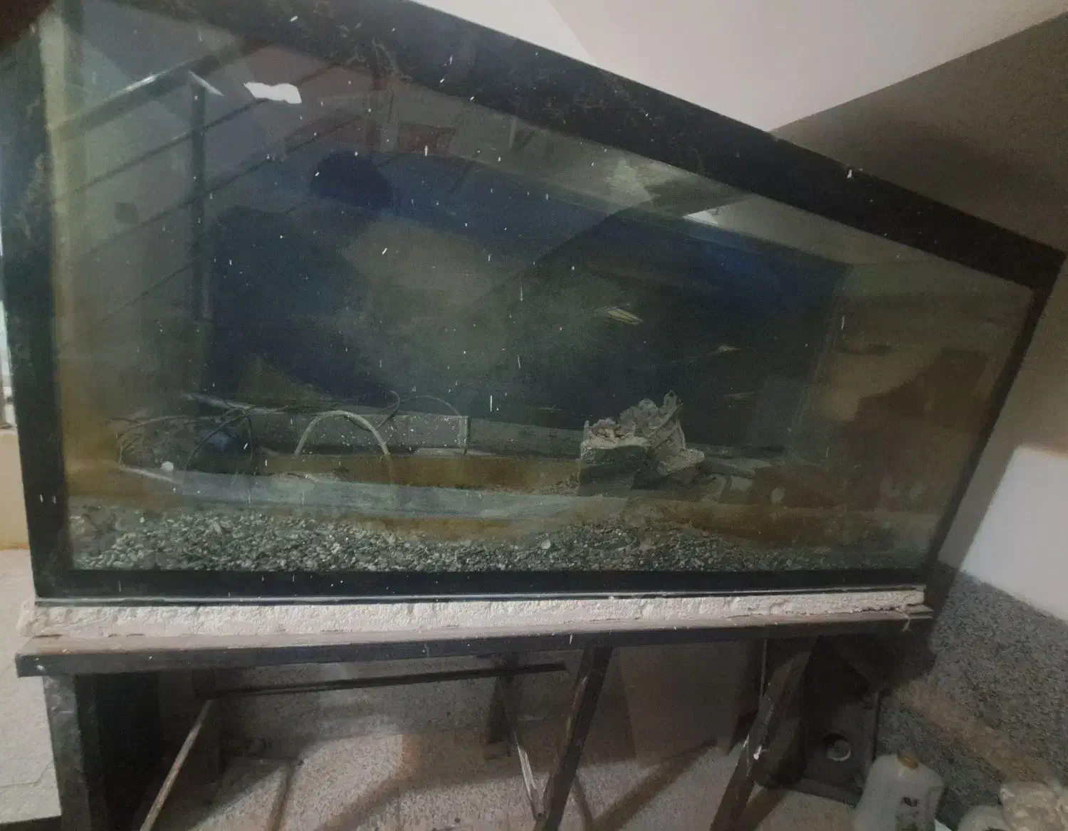 آکواریوم|ماهی|کرمان, |دیوار