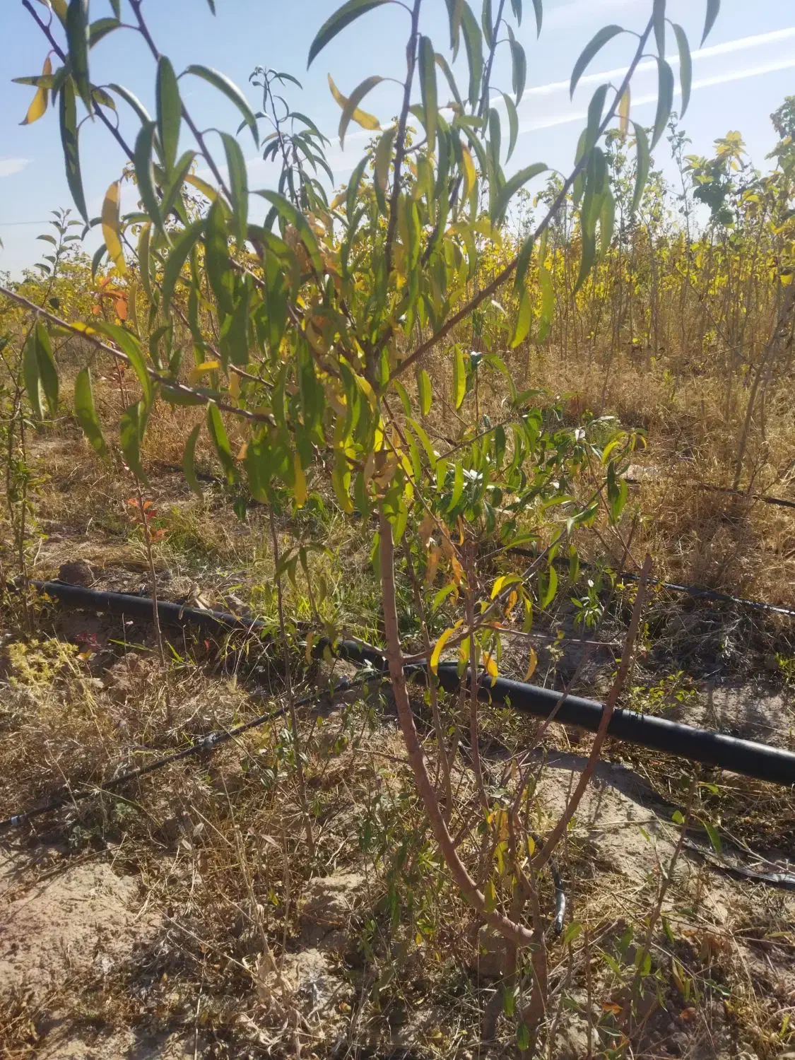 فروش نهال ۱سال تا ۱۰سال زیر قیمت|خدمات باغبانی و درختکاری|مشهد, توس فردوسی|دیوار