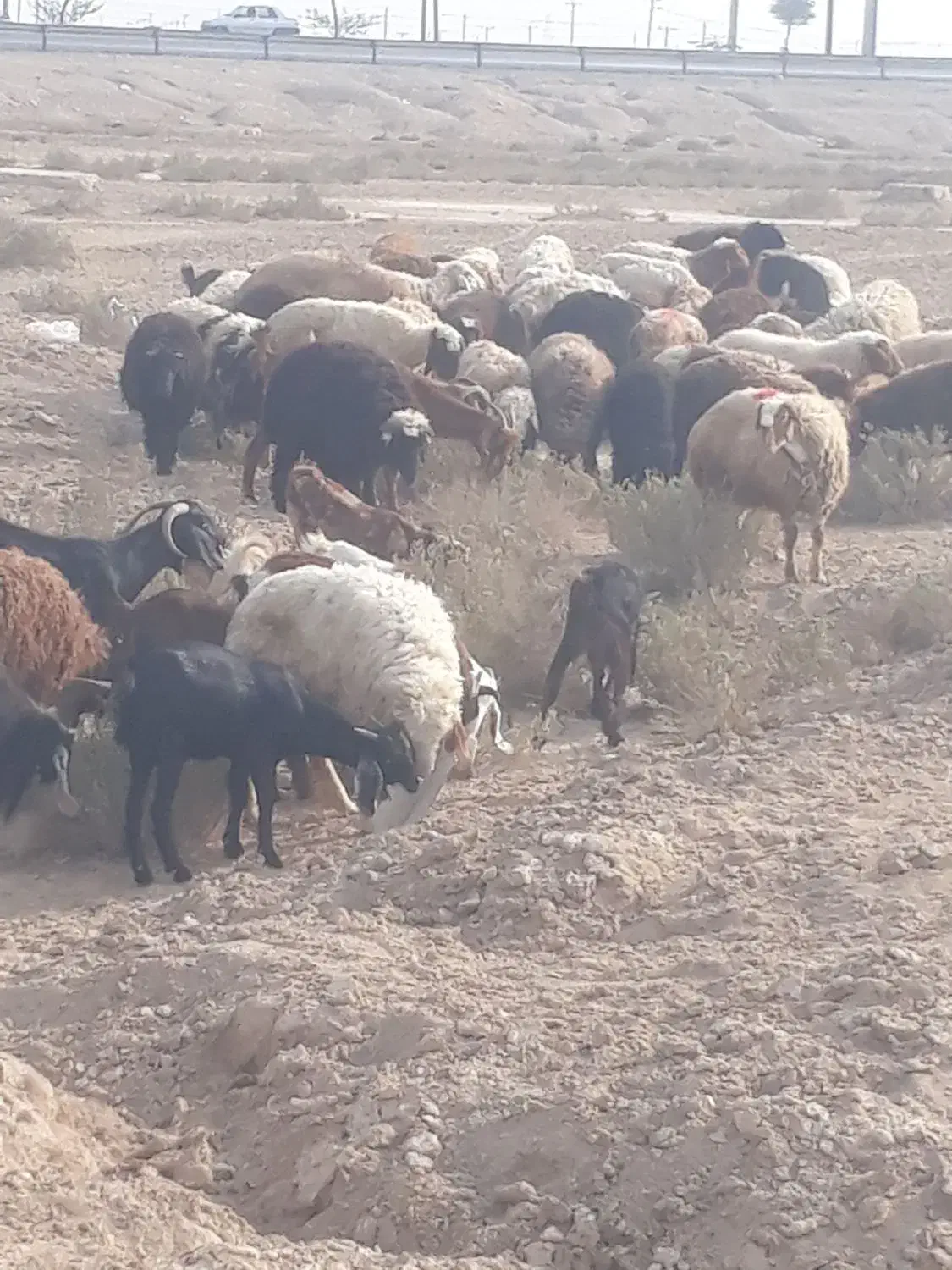 فروش بره چاق درجه یک گوشتی وزنده ونذری خونریزی|حیوانات مزرعه|بندر امام خمینی, |دیوار