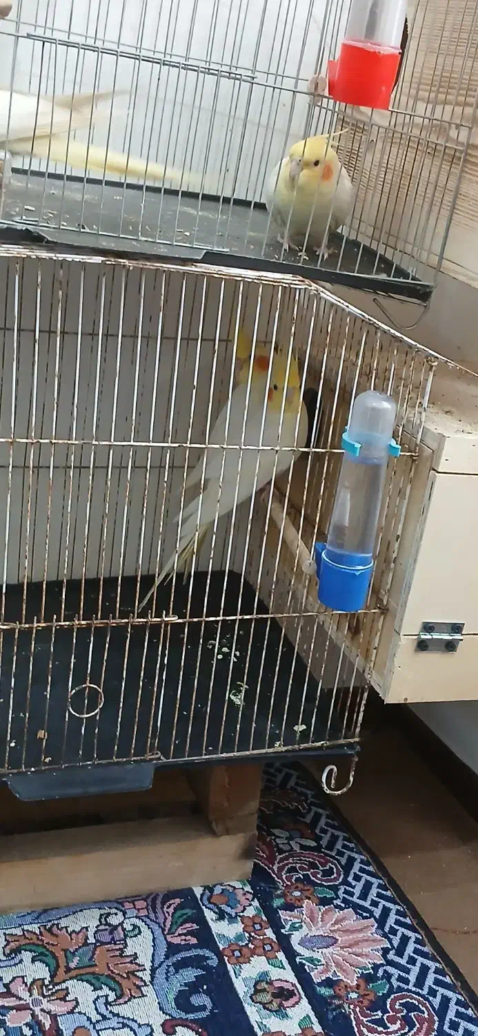 جفت عروس هلندی لوتینو دم تخم|پرنده|بندرعباس, |دیوار