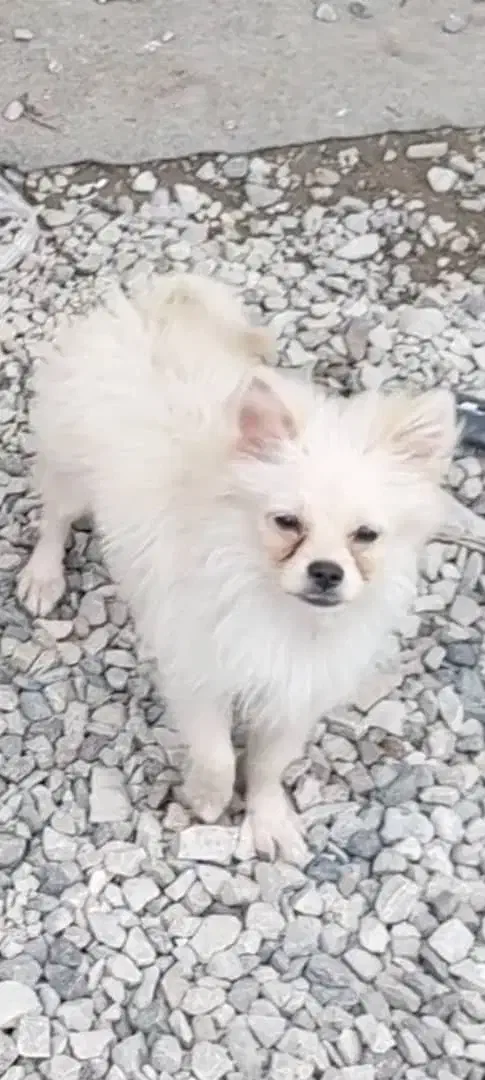 سگ پاکوتاه سمت پل جانبازان به طرف کمربندی گم شدا|سگ|تنکابن, |دیوار