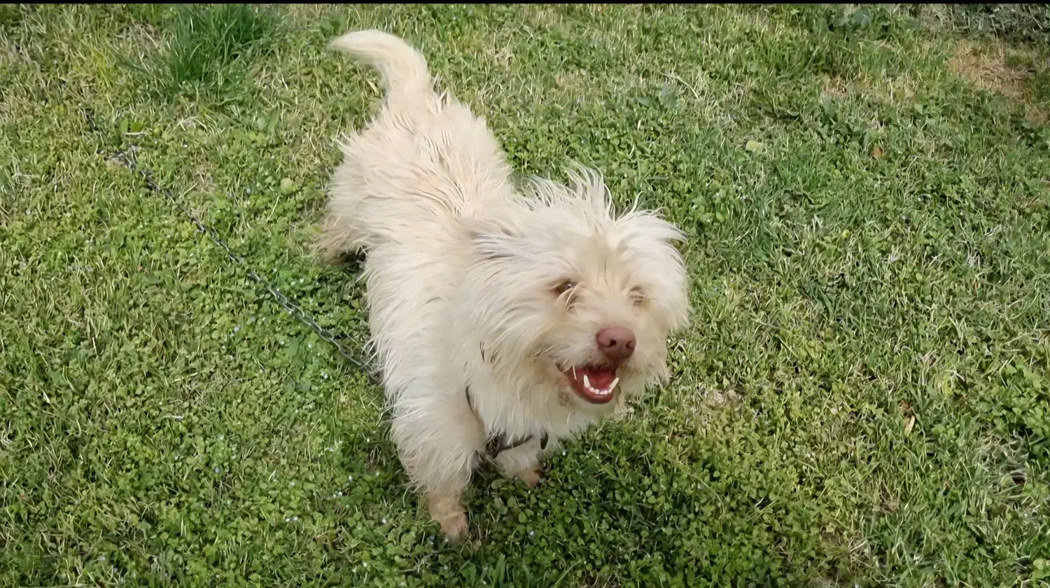 سگ گمشده در خیابان مهدیه فسا|حیوانات|فسا, |دیوار