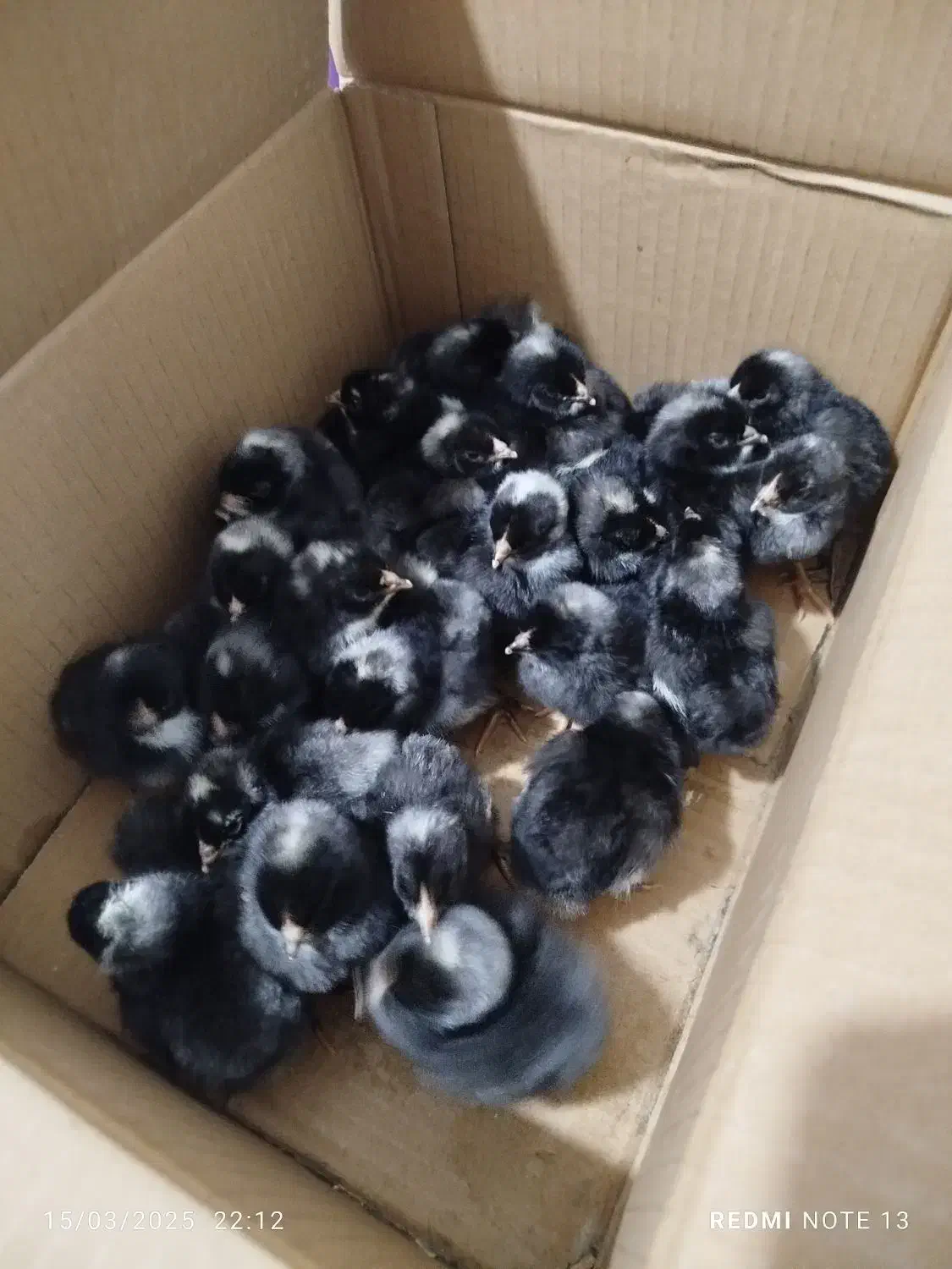 تخم مرغ نژاد پیلموت راک|حیوانات مزرعه|دالخانی, |دیوار