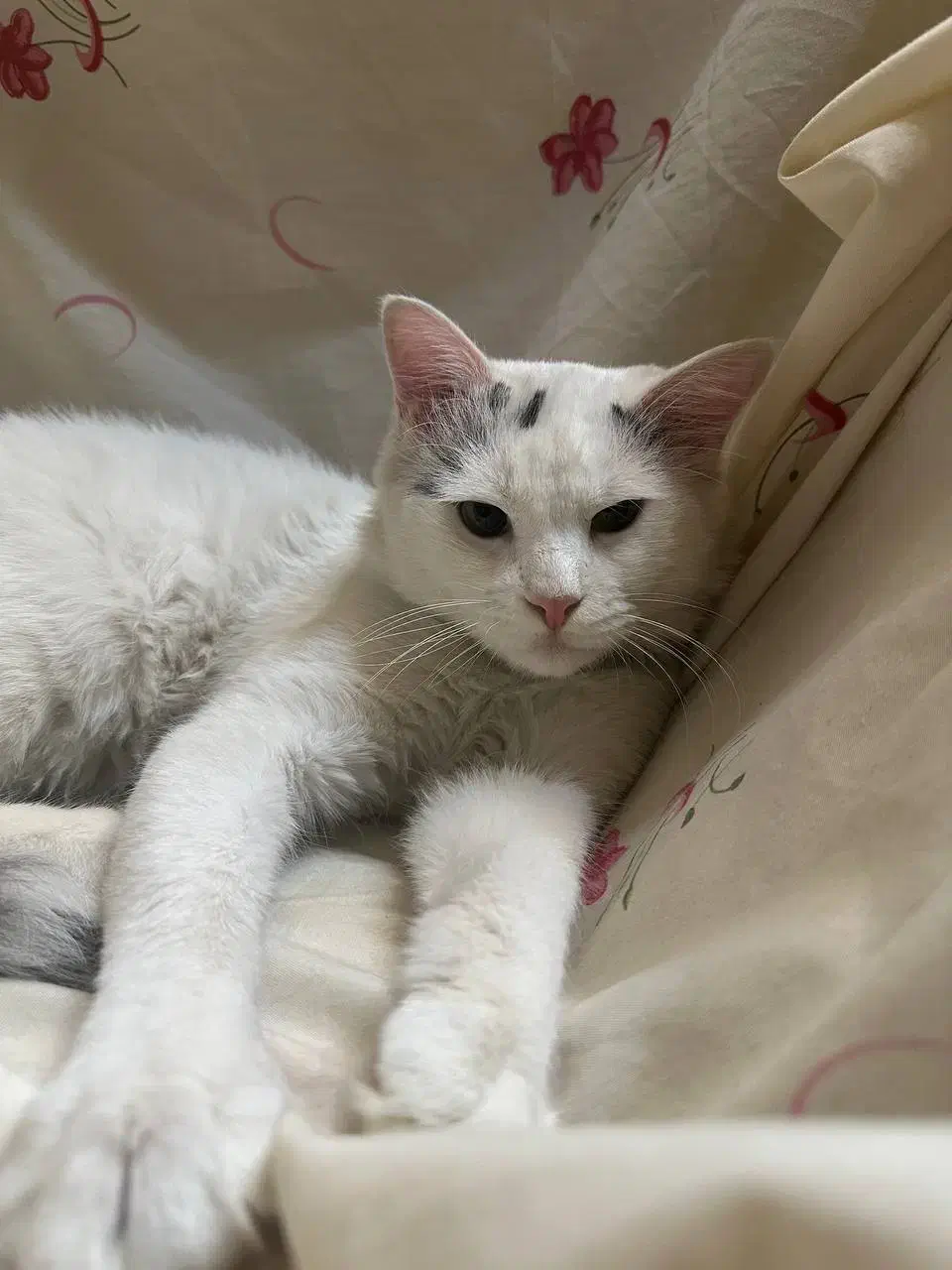 گربه پرشین کاملا اهلی ۳ساله|گربه|میاندوآب, |دیوار