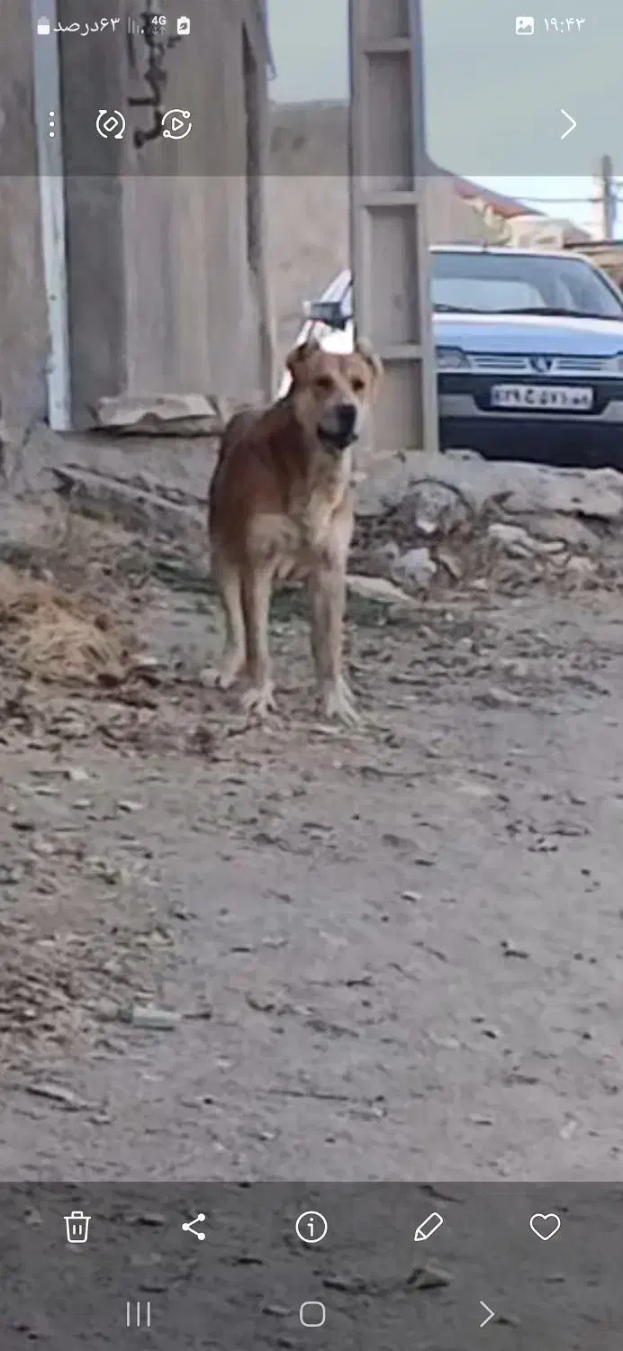 حیوانات|سگ|آوج, |دیوار