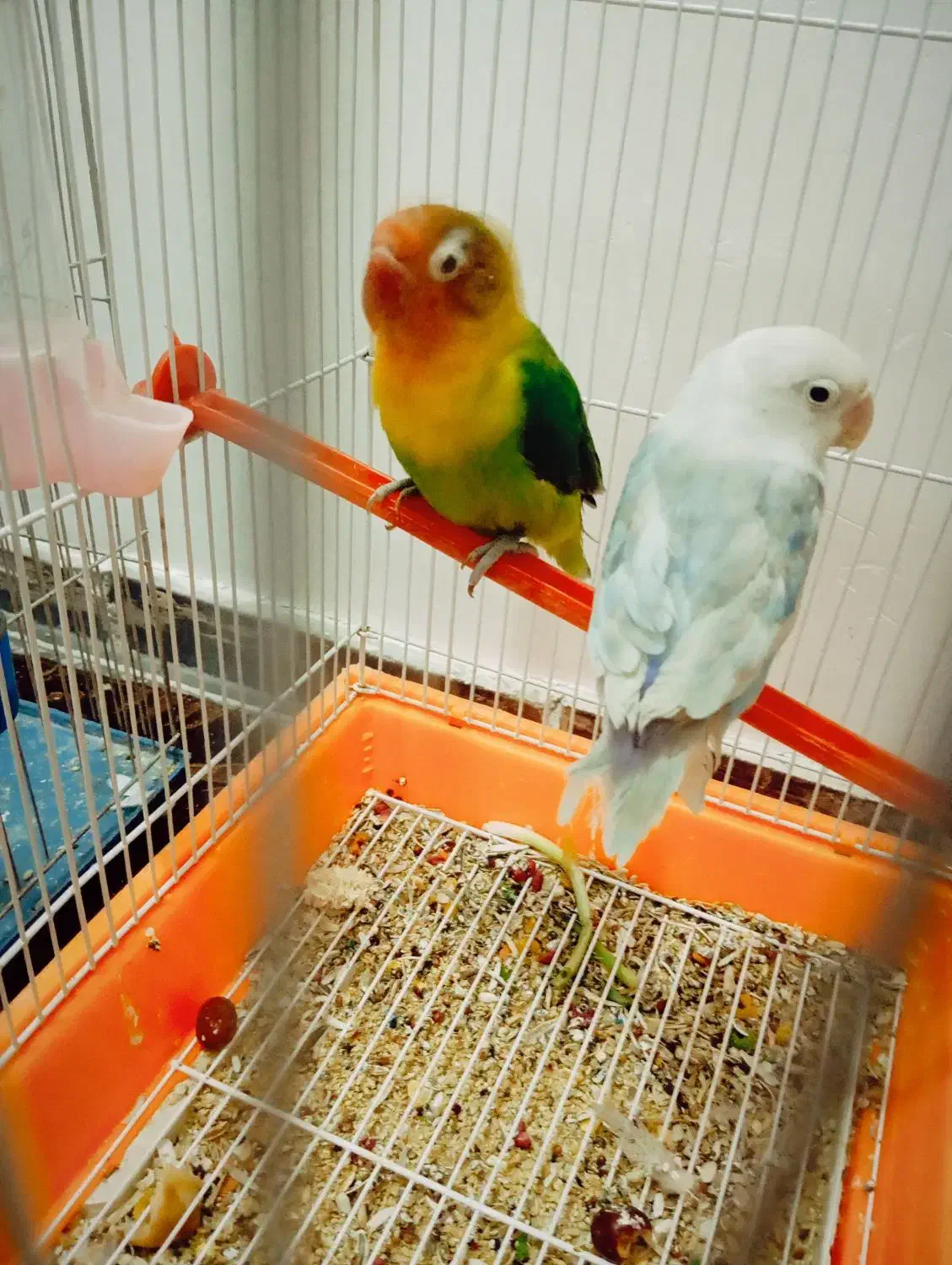 عروس هلندی و طوطی|پرنده|شهریار, شهرک بهاران (ویره)|دیوار