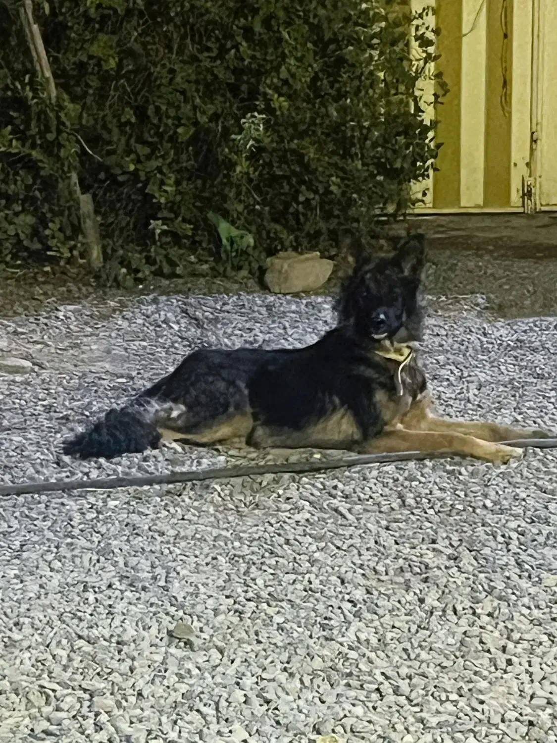 توله نر ژرمن|سگ|فرمهین, |دیوار