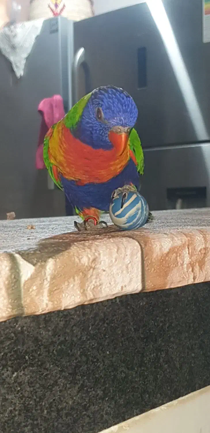 طوطی لوری|پرنده|اهواز, شهرک دانشگاه|دیوار