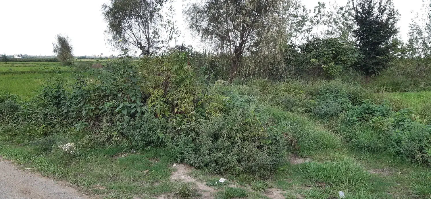 فروش زمین کاربری تجاری گلخانه جهانگردی و گردشگری|فروش زمین و ملک کلنگی|لاهیجان, کوی خزر|دیوار
