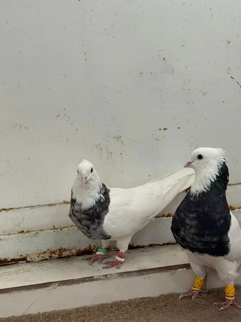 پرنده|پرنده|اهواز, زرگان|دیوار