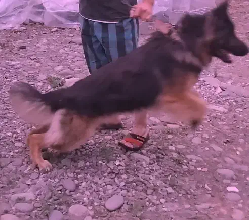 ژرمن کینگ|سگ|رشت, پل تالشان|دیوار