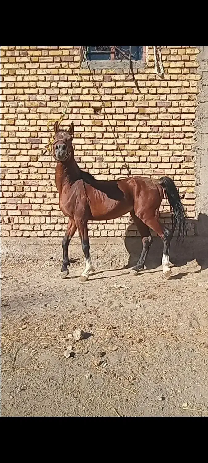 اسب|اسب و تجهیزات اسب‌سواری|خلخال, |دیوار