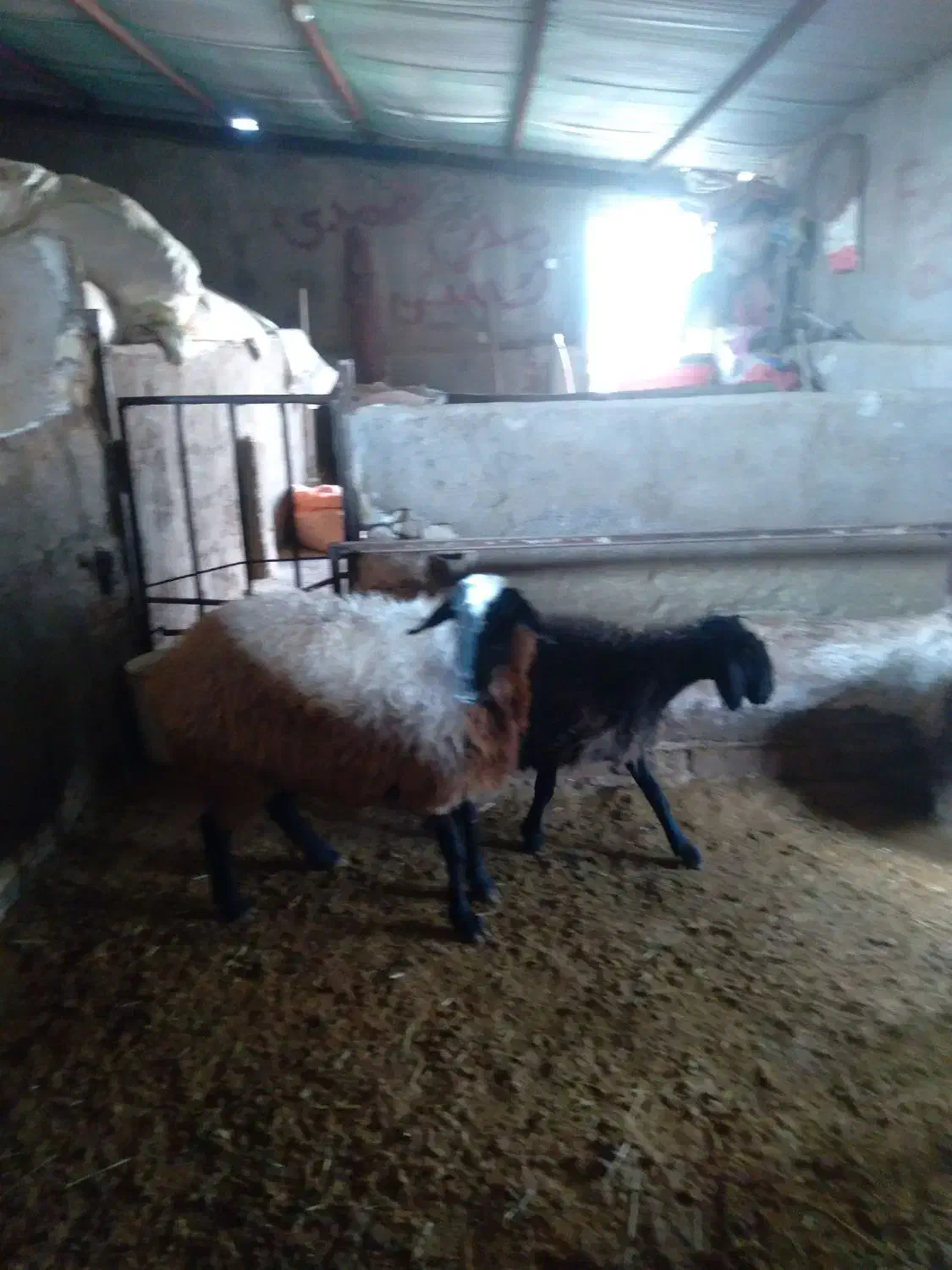 گوسفنده و بره ماده|حیوانات مزرعه|دشتابی, |دیوار