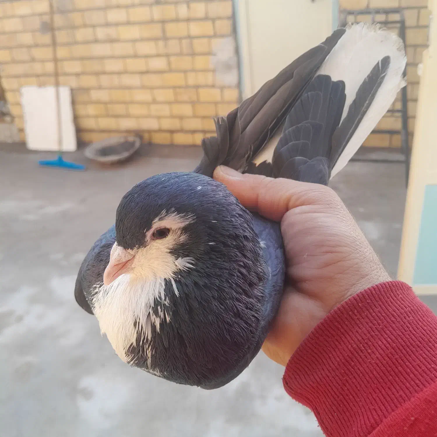 پرنده|پرنده|خرمشهر, |دیوار