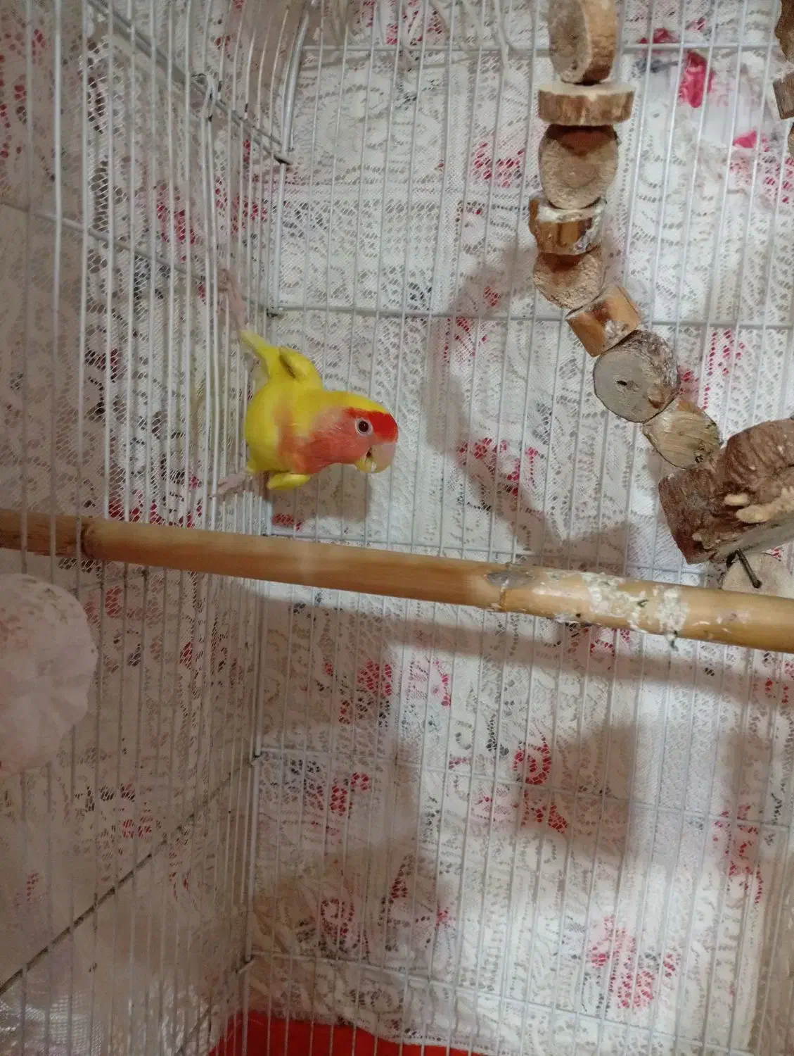 طوطی برزیلی|پرنده|رودسر, |دیوار