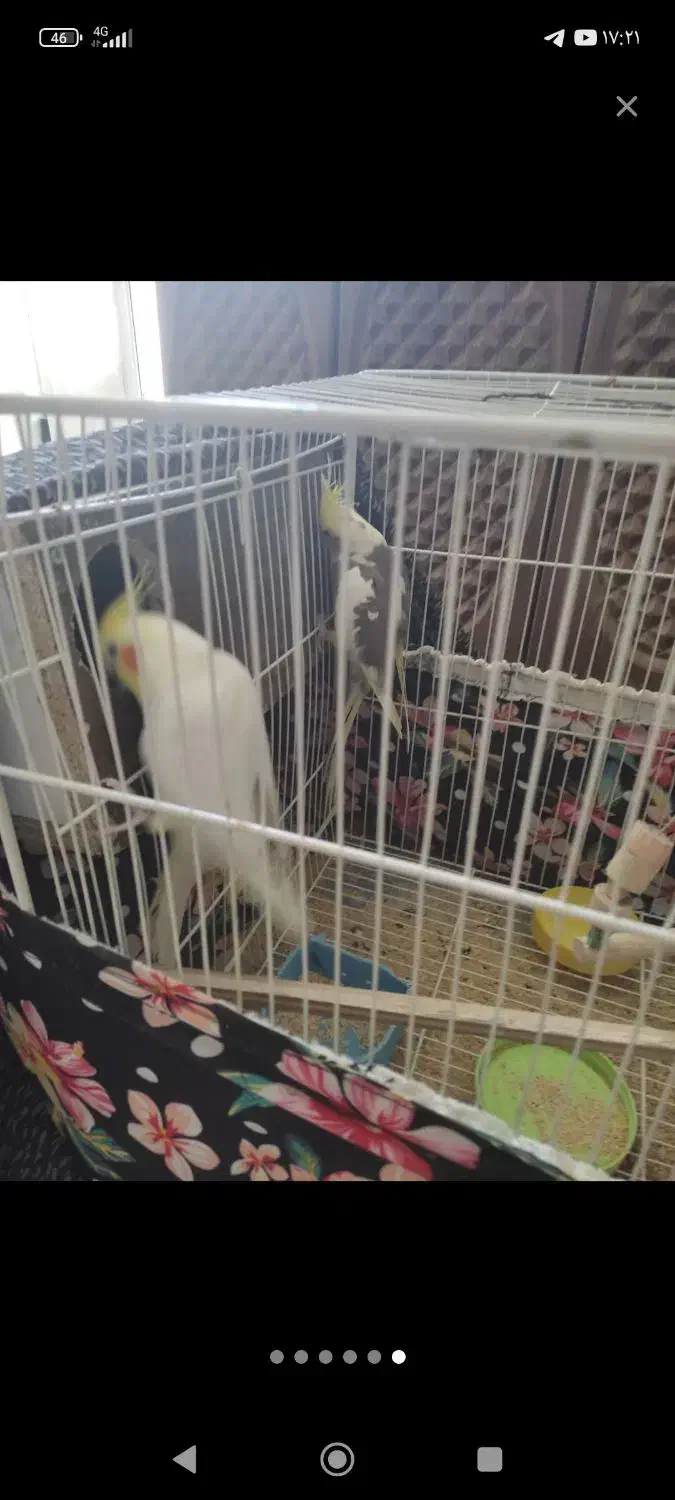 عروس هلندی نر و ماده|پرنده|طبس, |دیوار