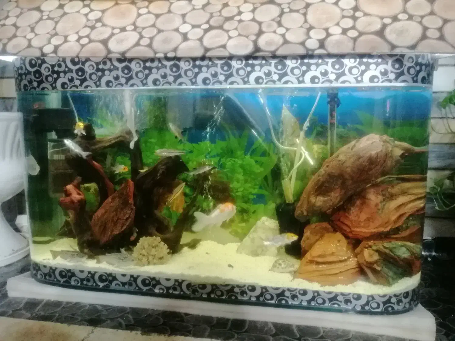 چهارپایه و اکواریوم|ماهی|مشهد, مصلی (کارمندان اول)|دیوار