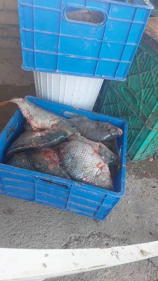 ماهی تازه و زنده تیلاپیا خوشمزهترین ماهی موجود|ماهی|شاهرود, |دیوار