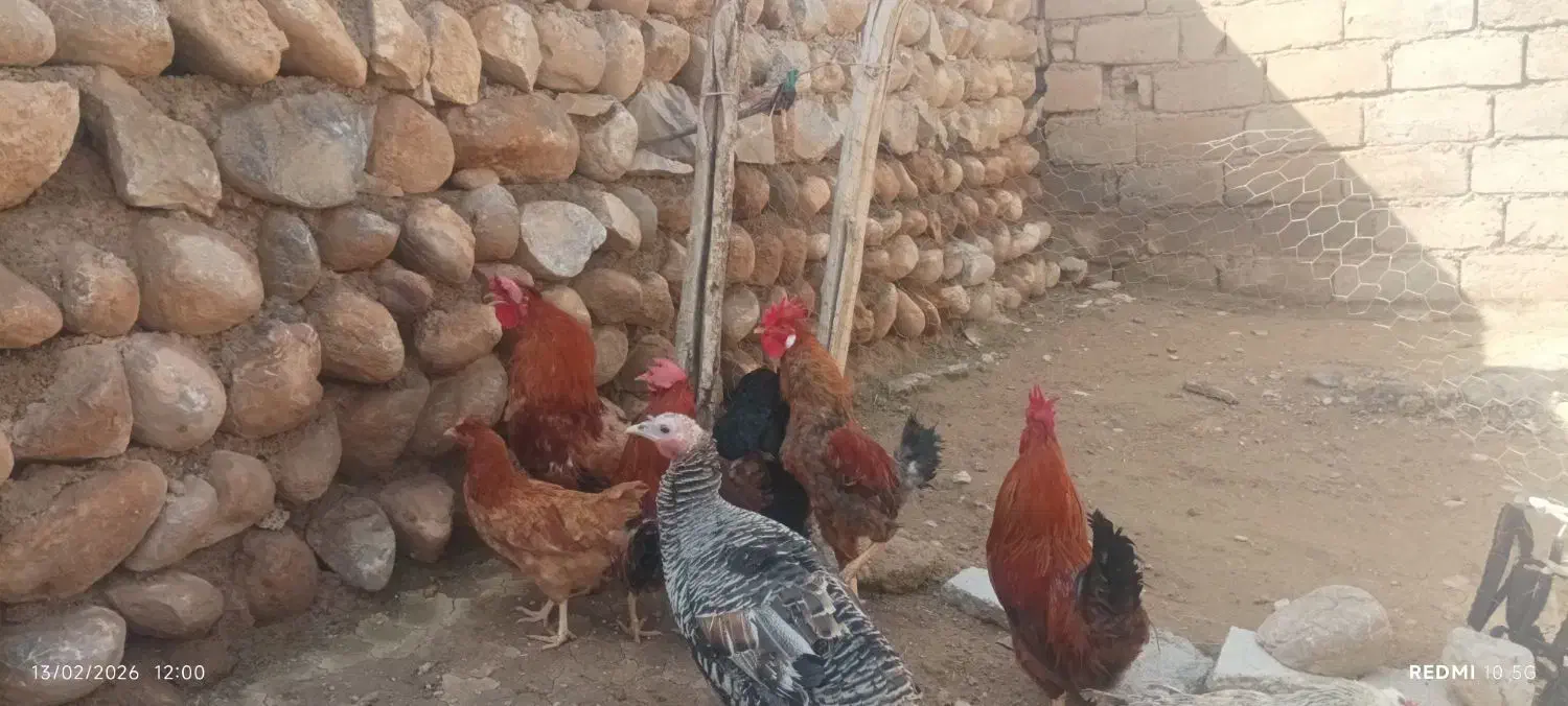 خروس|حیوانات مزرعه|رباط‌کریم, رباط‌کریم|دیوار