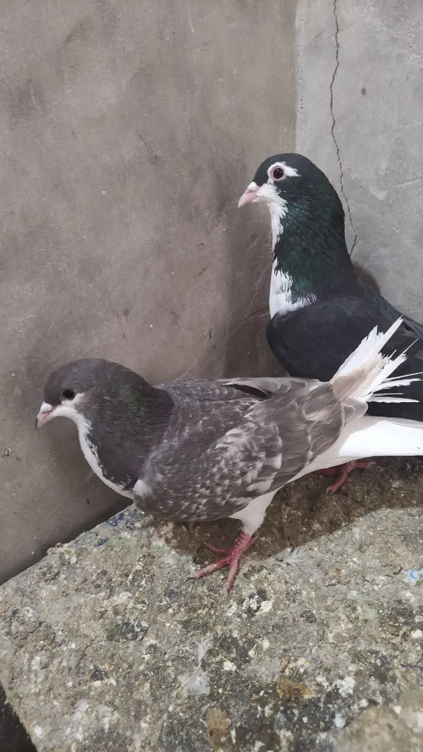 کبوتر شهری|پرنده|مرودشت, نقش رستم|دیوار