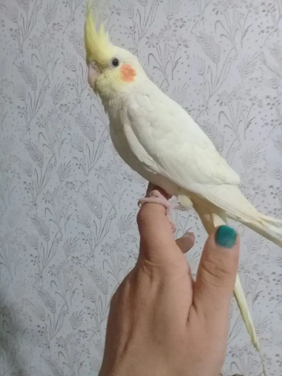 پرنده|تور و چارتر|مشهد, شهرک صنعتی توس|دیوار