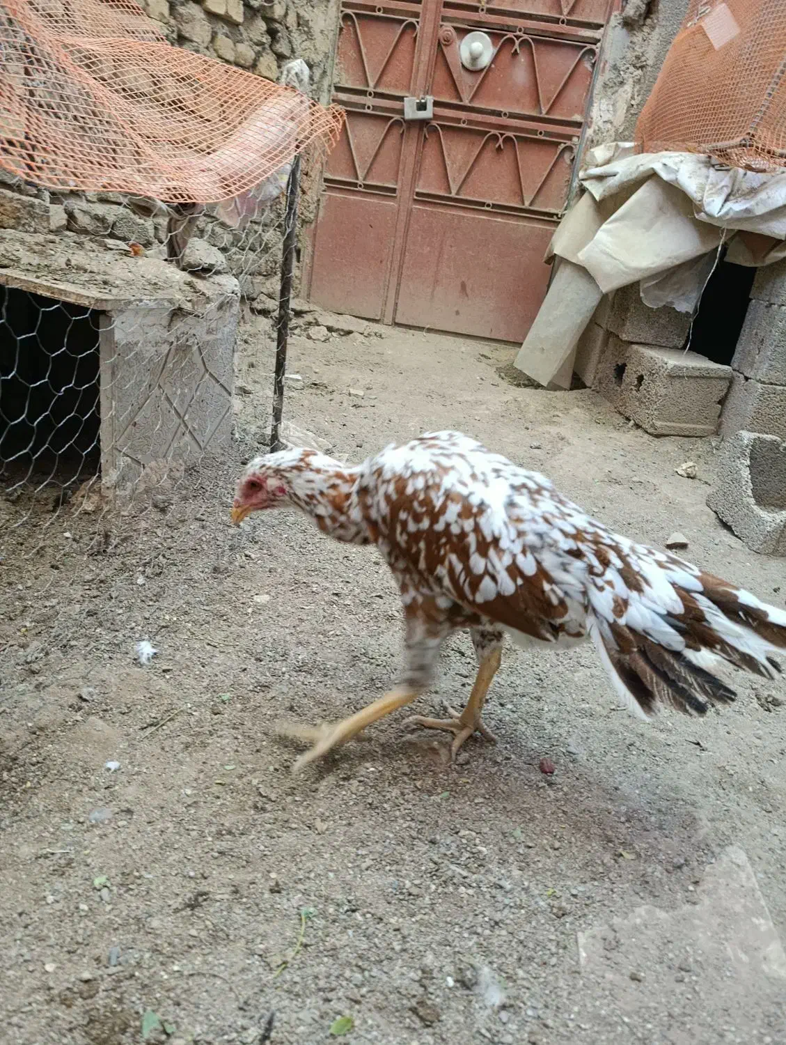 ۳جوجه خروس و مرغ نسل لاری|حیوانات مزرعه|تهران, امام زاده حسن|دیوار