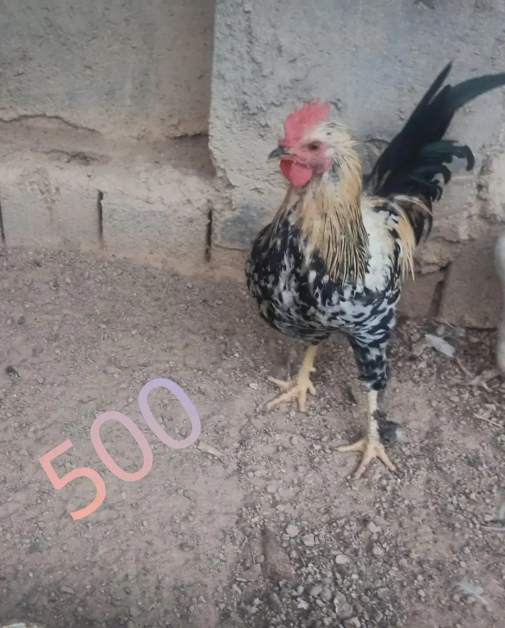 فروش تعدادی خروس|حیوانات مزرعه|بهبهان, |دیوار