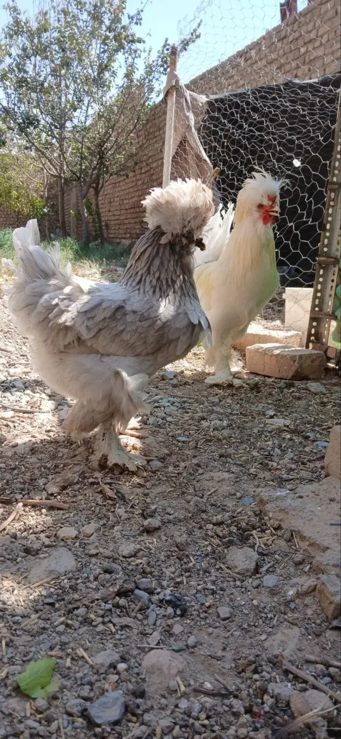 تخم نطفه دار لهستانی|حیوانات مزرعه|نیشابور, مبارکه|دیوار