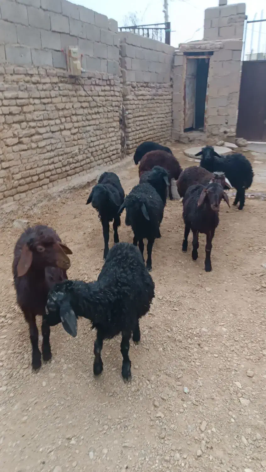 بره ای نر قرقزل قرمز قزل افشار|حیوانات مزرعه|میاندوآب, |دیوار