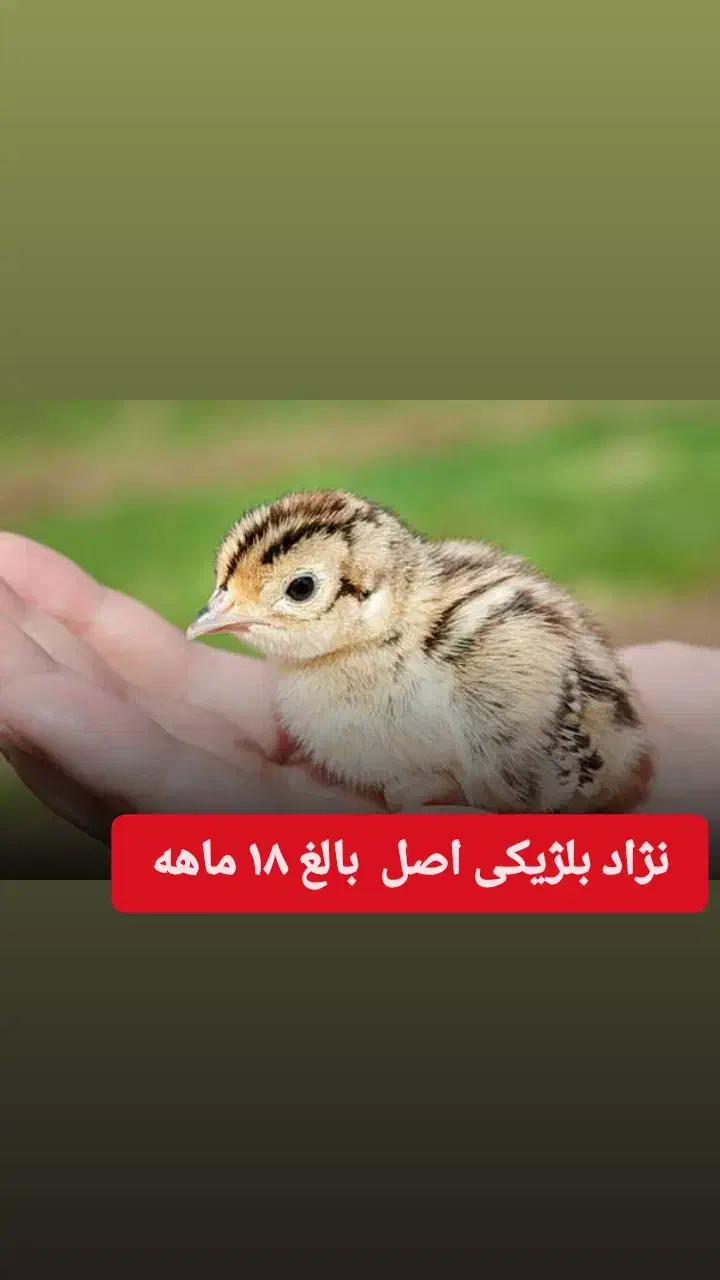 حیوان پرنده  ۱۸ ماهه  تزئینی و  زینتی|پرنده|بندر گز, |دیوار