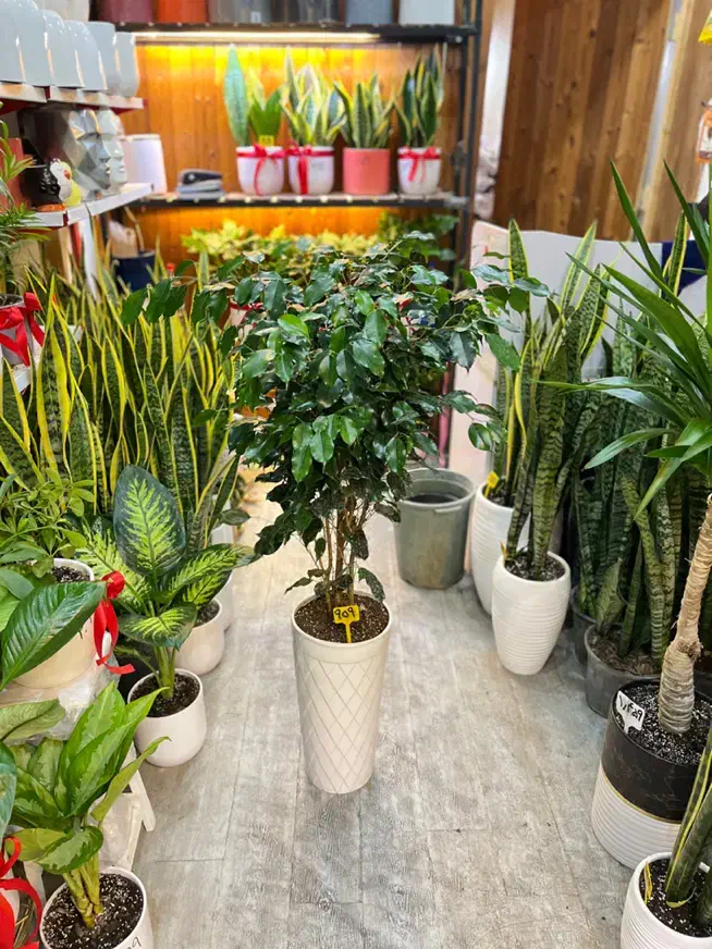 گل بنجامین.گلهای آپارتمانی.درختچه.گل طبیعی|گل و گیاه طبیعی|کرج, گلشهر|دیوار