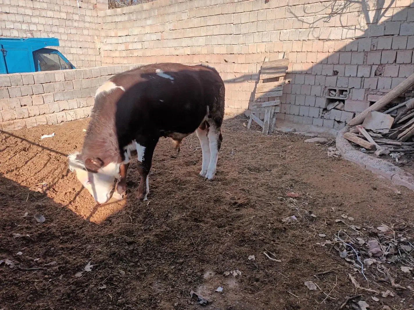 گوساله سیمنتال|حیوانات مزرعه|لیلان, |دیوار