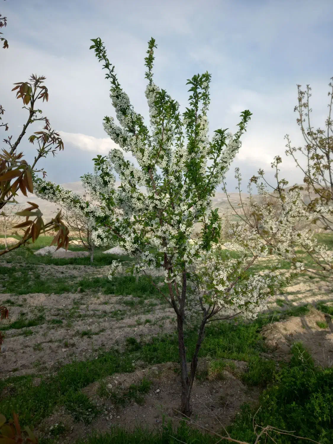 فروش باغ ۱۰۰۰۰متری|فروش خانه و ویلا|قره ضیاالدین, |دیوار