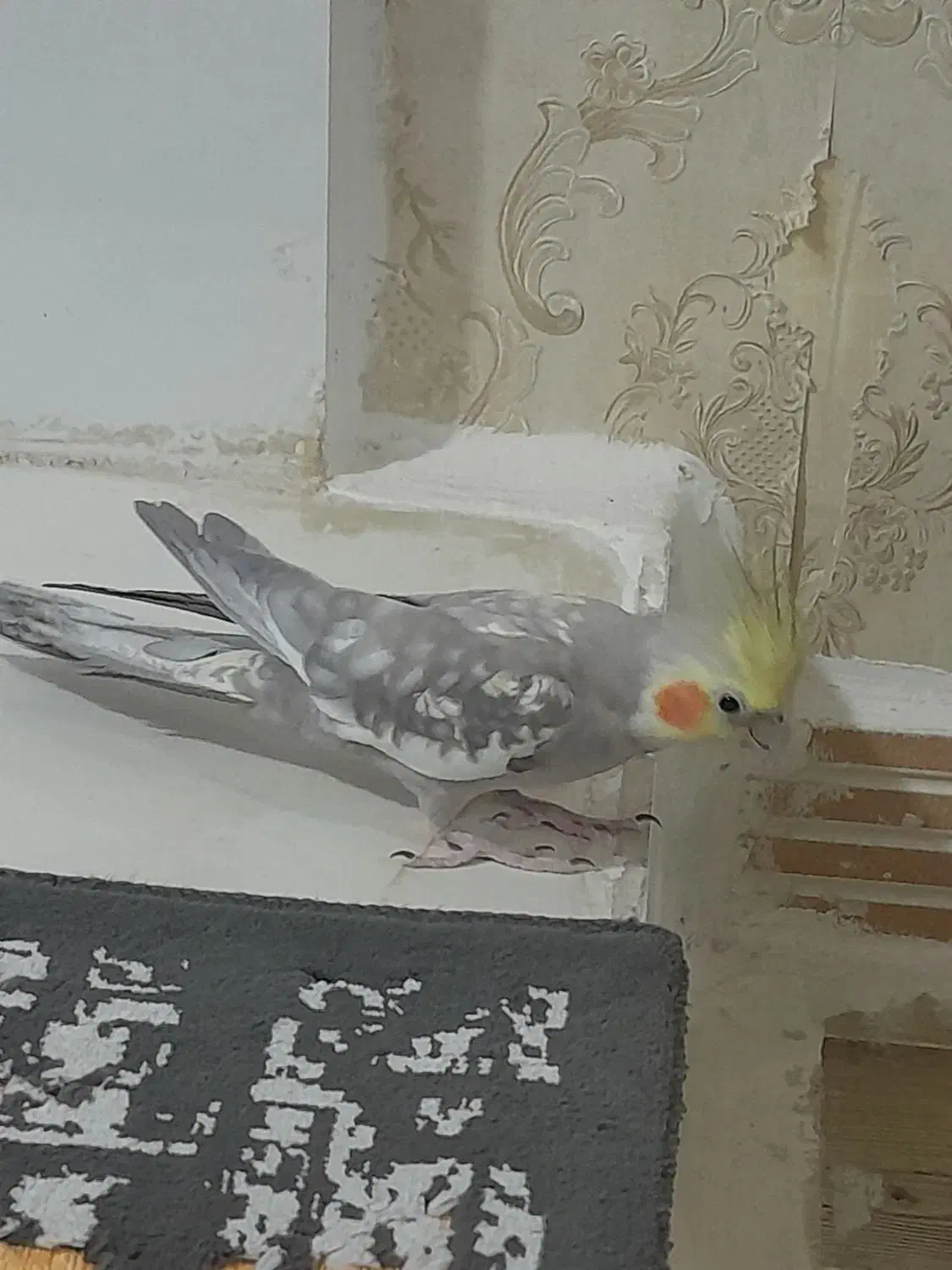 فروش پرنده عروس هلندی|پرنده|الوند, |دیوار