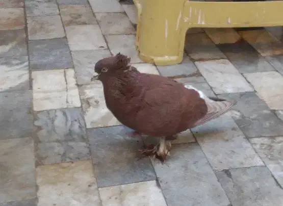 کبوتر راعبی|پرنده|قم, باجک سه|دیوار