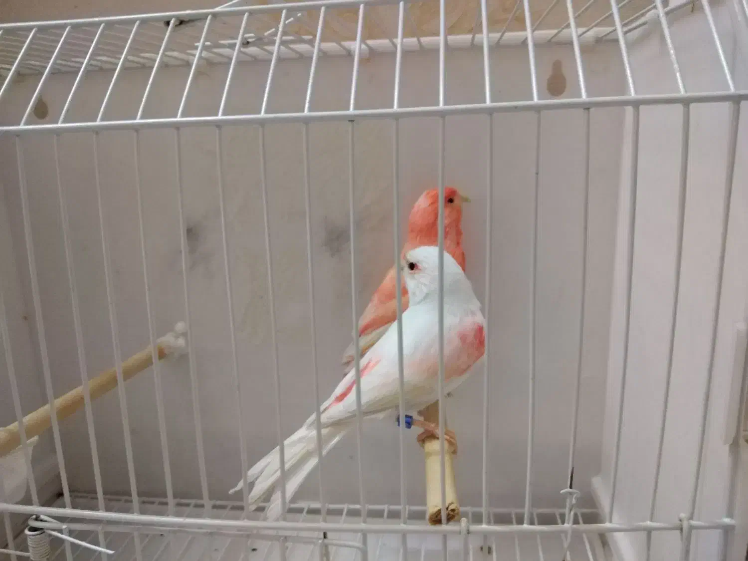 قناری  رنگی 2025|پرنده|تهران, چوب تراش|دیوار