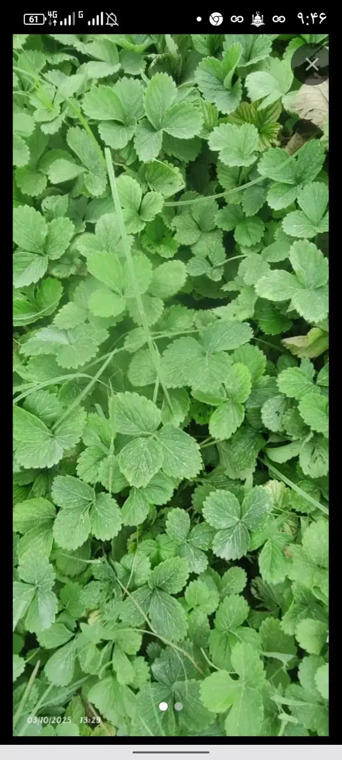 نهال توت فرنگی قلمه انواع درختان|خدمات باغبانی و درختکاری|خان ببین, |دیوار